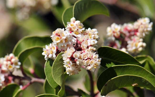 Sugar Sumac or Mountain Laurel has small but attractive cream, white or pinkish flowers. The inflorescence is a dense panicle. Rhus ovata 